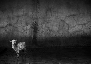 Lamm auf dem Weg zur Schlachtbank. Alleine wartet es darauf, auf einem Lebendviehmarkt getötet zu werden. China. © Britta Jaschinski