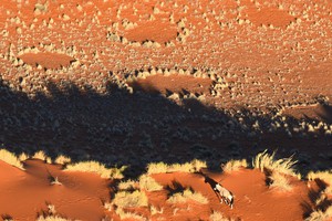 Mysteriöse Feenkreise und Namibias Wappentier - eine Oryx-Antilope (c) Stephan Getzin